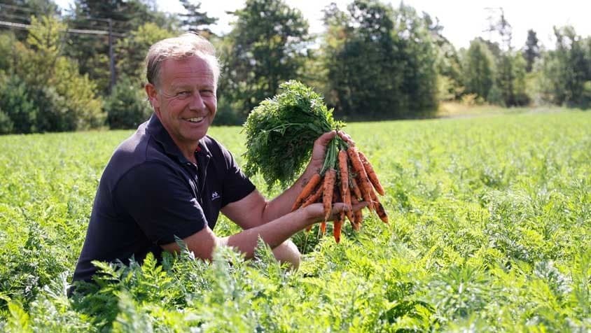 Kiwi dumper prisen på norske grønnsaker. Gulrotbonde jubler